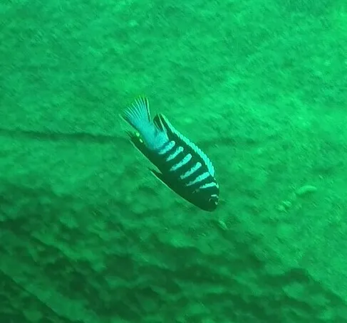 Miniatura: Cynotilapia (Cynotilapia spp.)