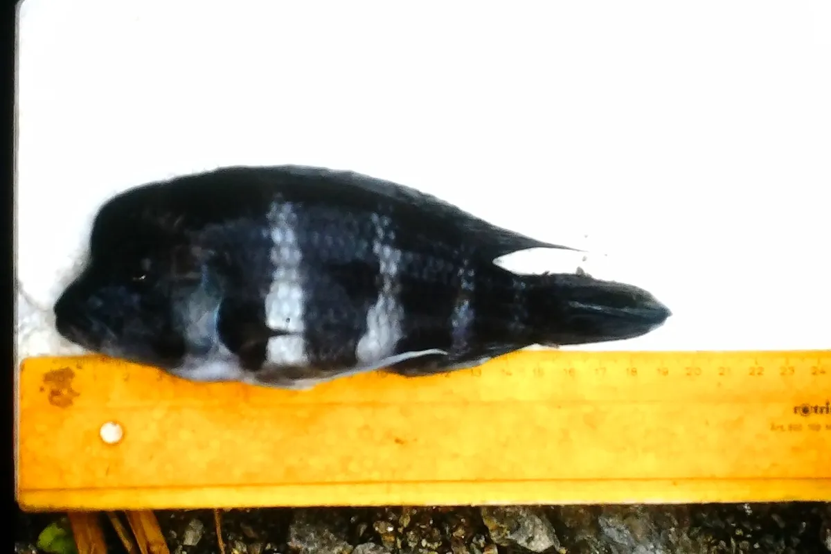 Cyphotilapia (Cyphotilapia spp.)
