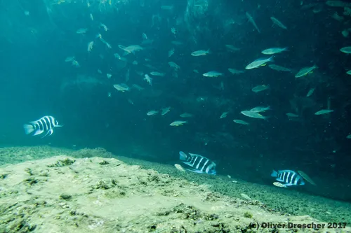 Miniatura: Cyphotilapia (Cyphotilapia spp.)