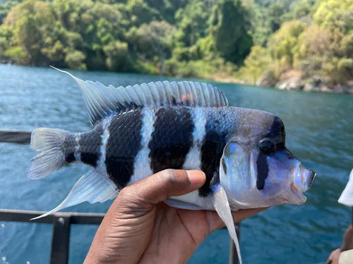 Miniatura: Cyphotilapia (Cyphotilapia spp.)