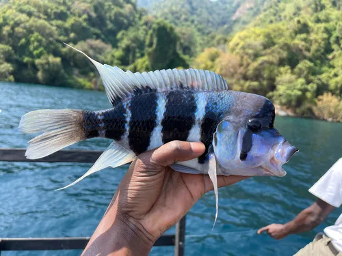 Miniatura: Cyphotilapia (Cyphotilapia spp.)