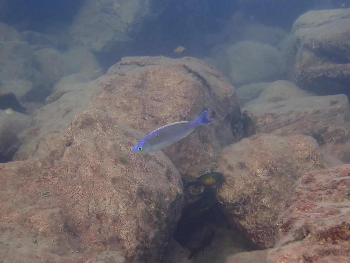 Cyprichromis (Cyprichromis spp.)