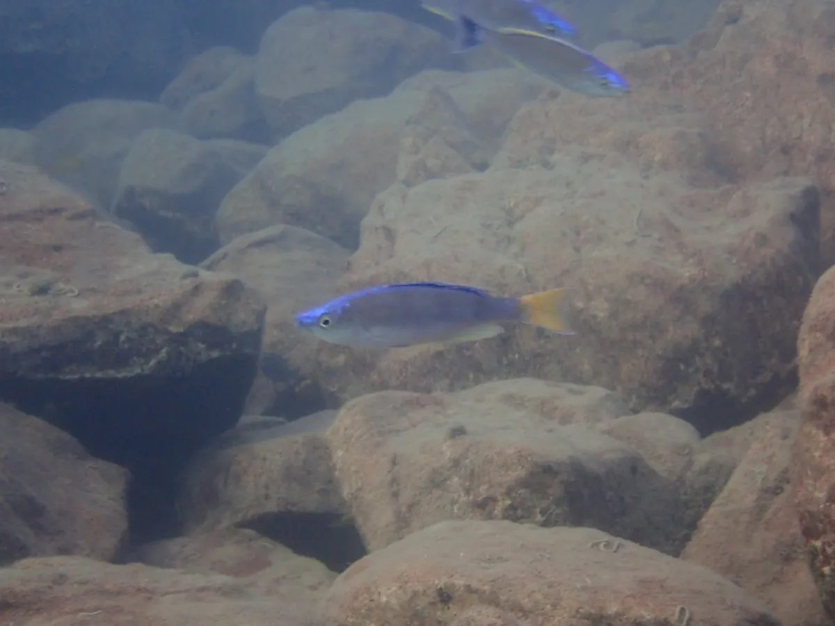 Miniatura: Cyprichromis (Cyprichromis spp.)