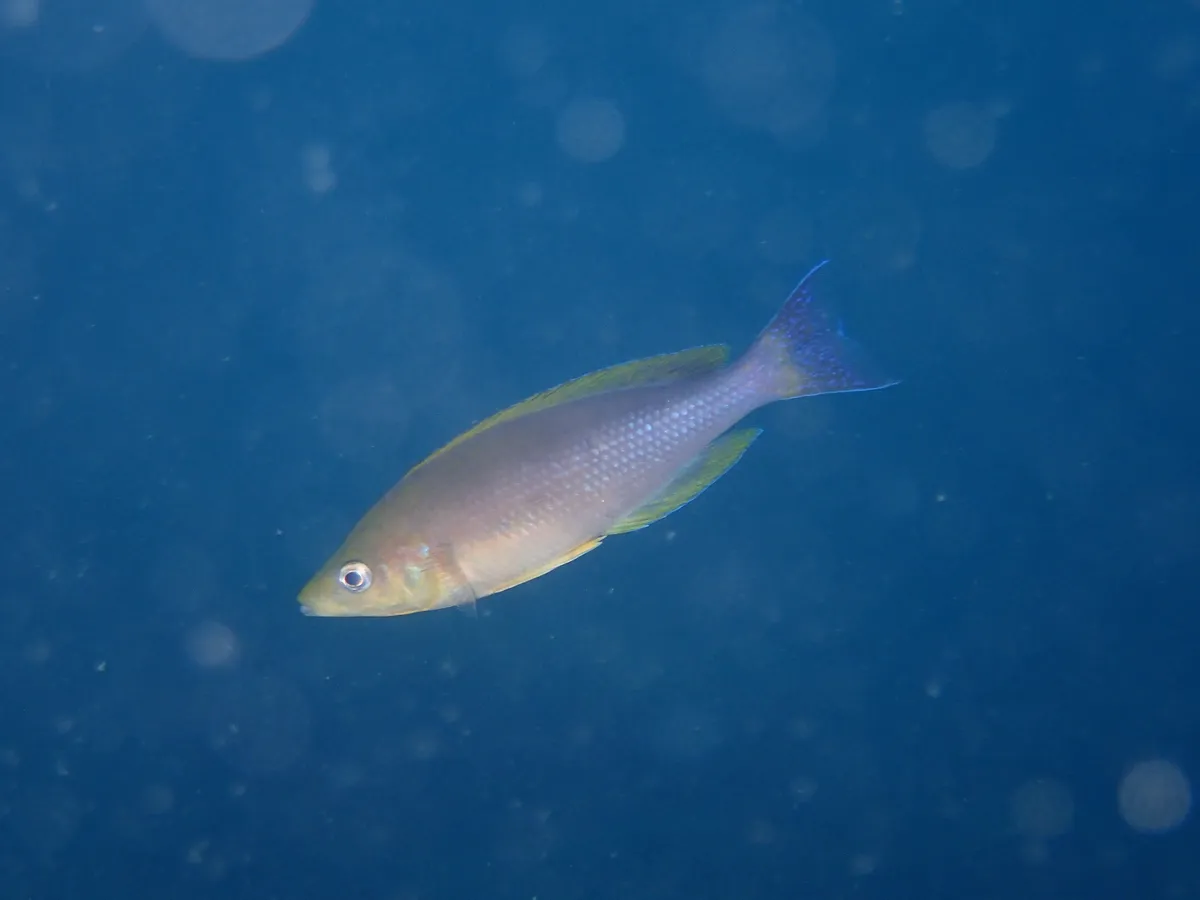 Miniatura: Cyprichromis (Cyprichromis spp.)