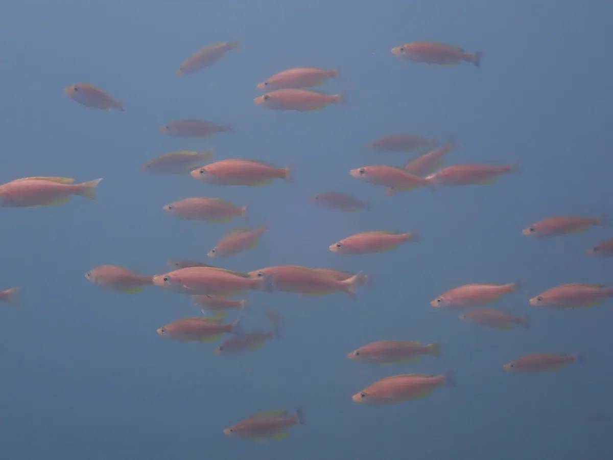 Miniatura: Cyprichromis (Cyprichromis spp.)