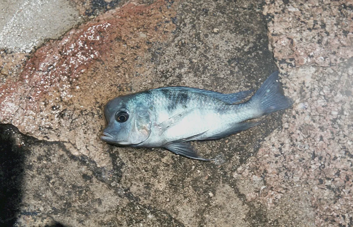 Cyrtocara (Cyrtocara spp.)