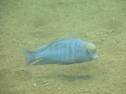 Miniatura: Cyrtocara (Cyrtocara spp.)
