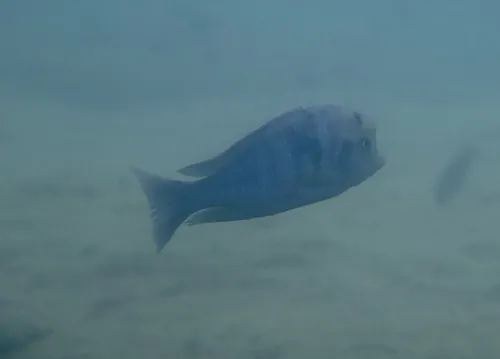 Miniatura: Cyrtocara (Cyrtocara spp.)