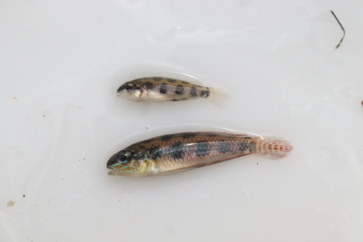 Dicrossus (Dicrossus spp.)