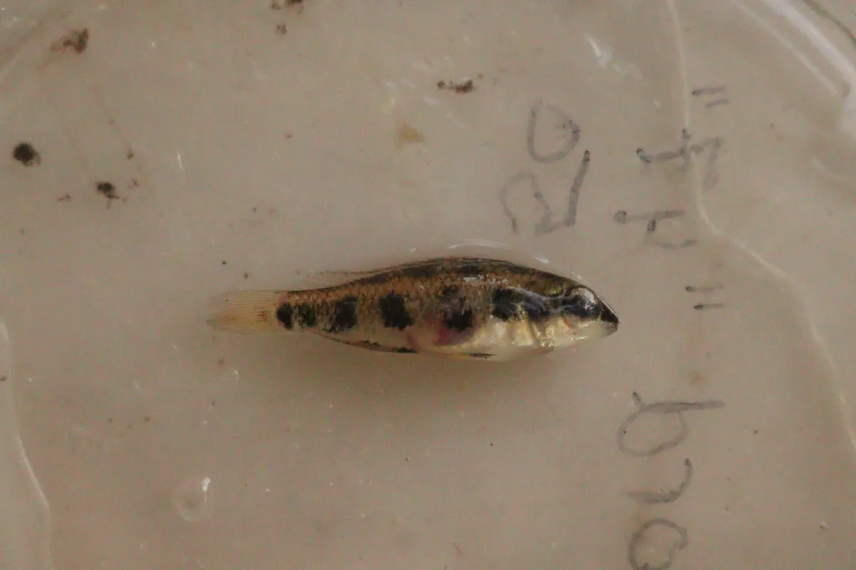 Miniatura: Dicrossus (Dicrossus spp.)
