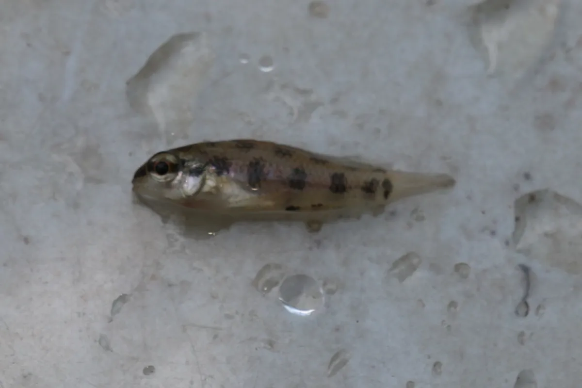 Miniatura: Dicrossus (Dicrossus spp.)