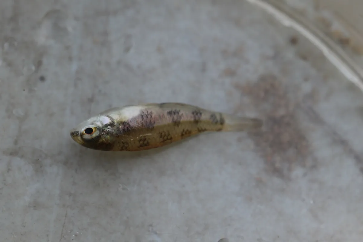 Miniatura: Dicrossus (Dicrossus spp.)