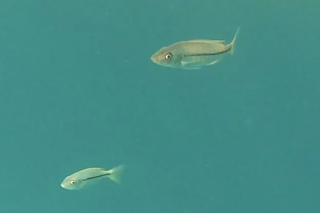 Dimidiochromis (Dimidiochromis spp.)