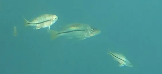 Miniatura: Dimidiochromis (Dimidiochromis spp.)