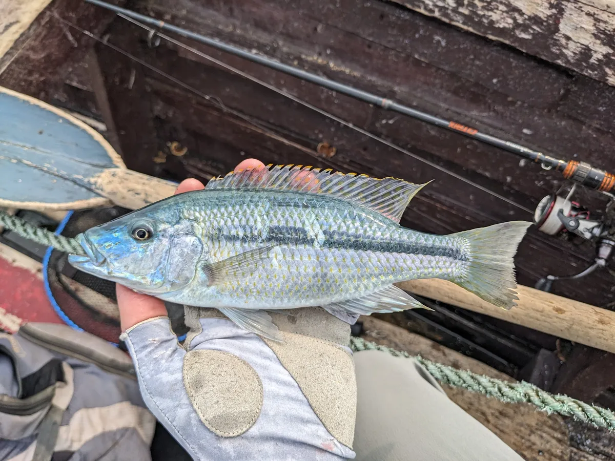 Miniatura: Dimidiochromis (Dimidiochromis spp.)
