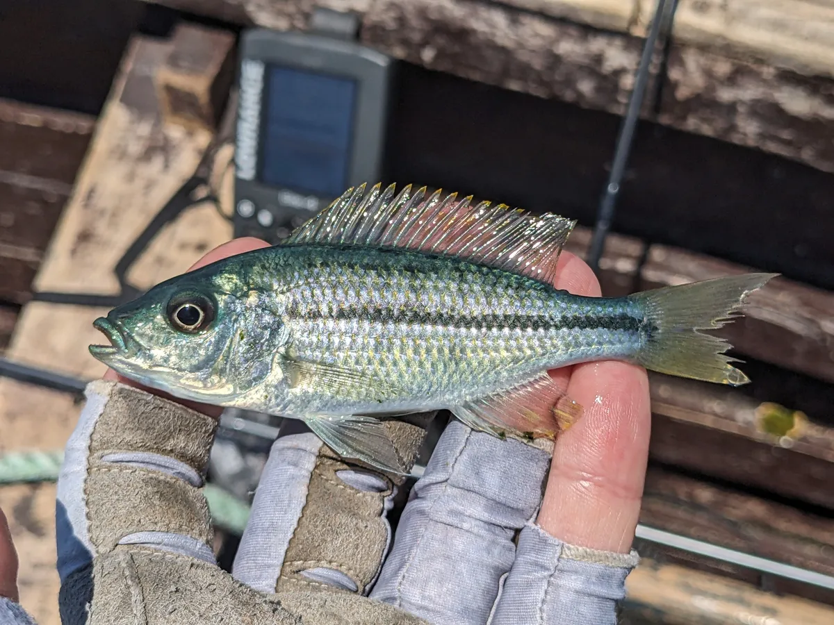 Miniatura: Dimidiochromis (Dimidiochromis spp.)