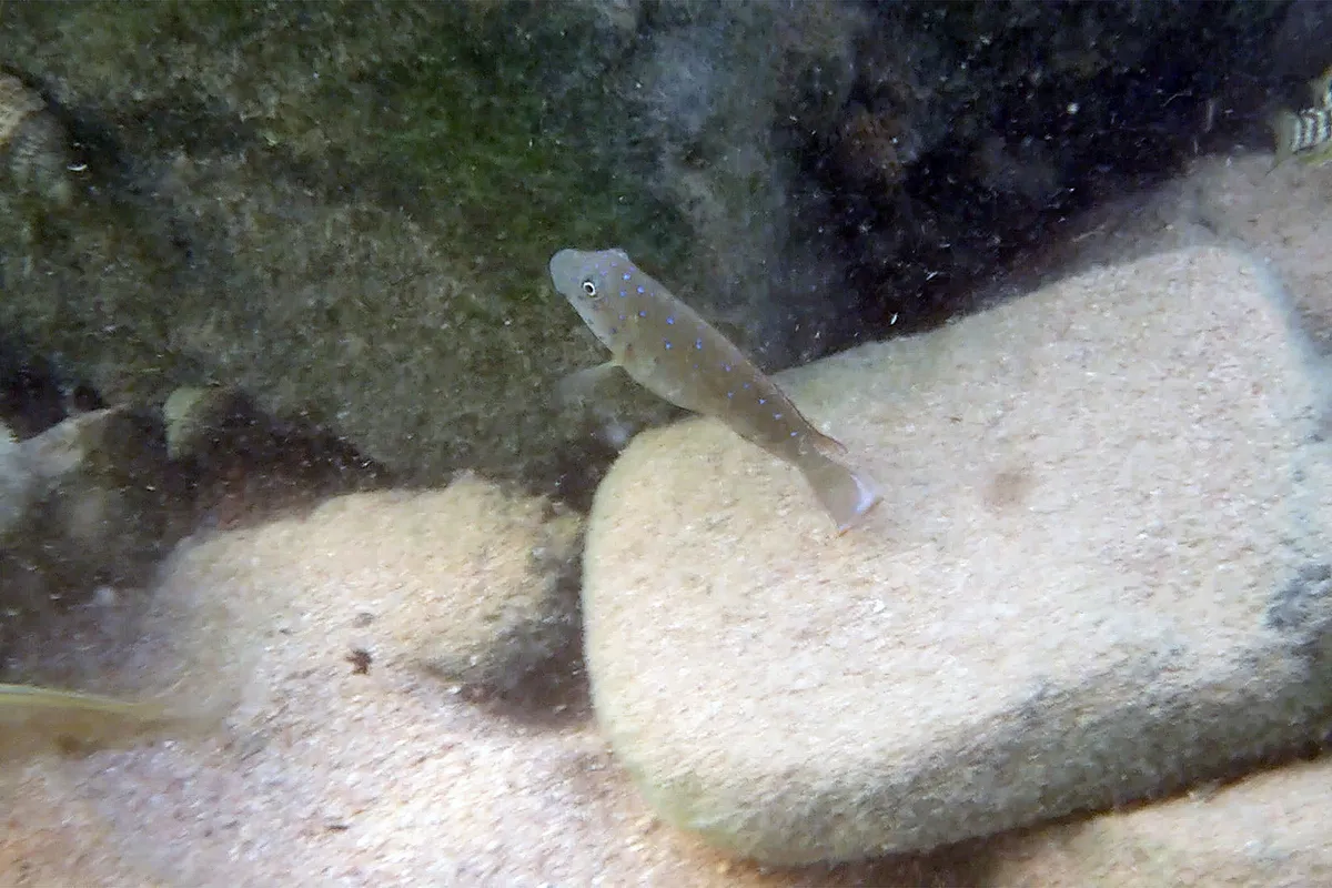 Eretmodus (Eretmodus spp.)
