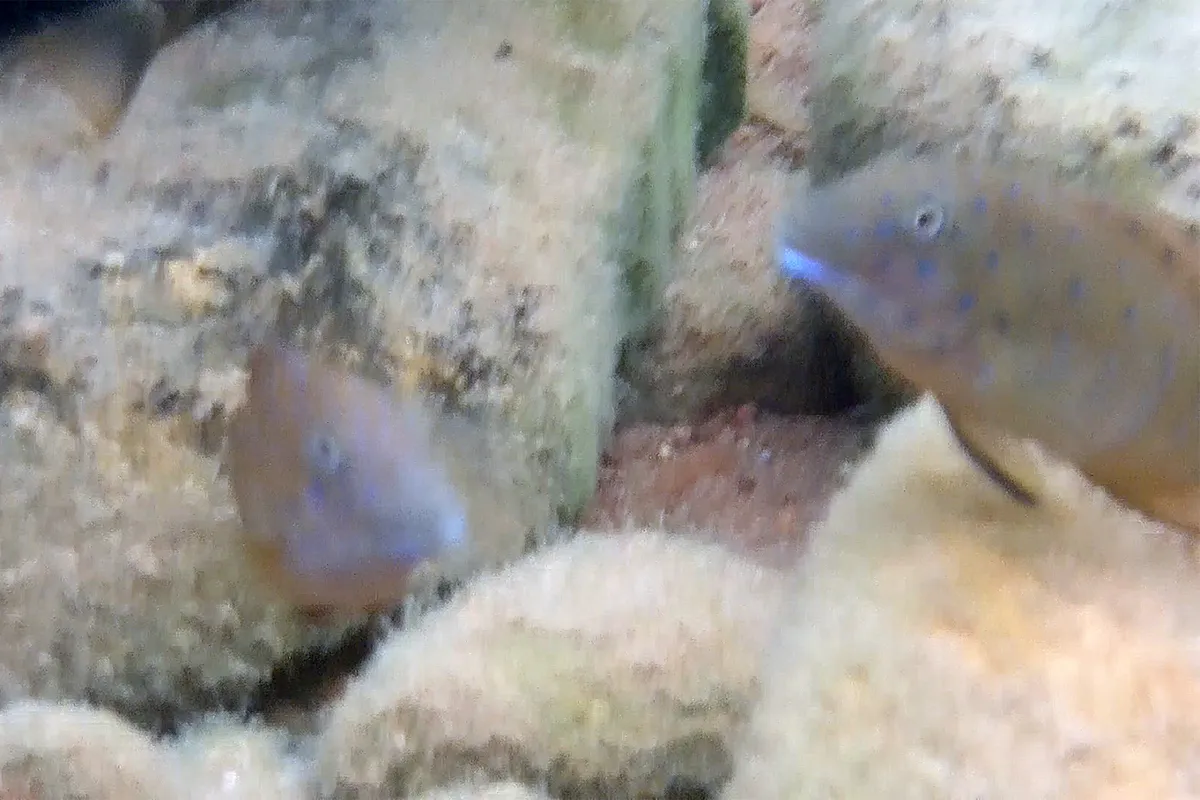 Miniatura: Eretmodus (Eretmodus spp.)