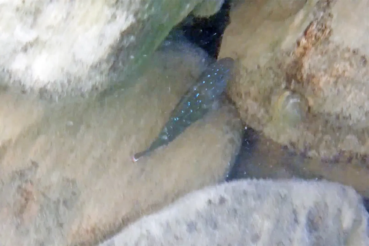 Miniatura: Eretmodus (Eretmodus spp.)