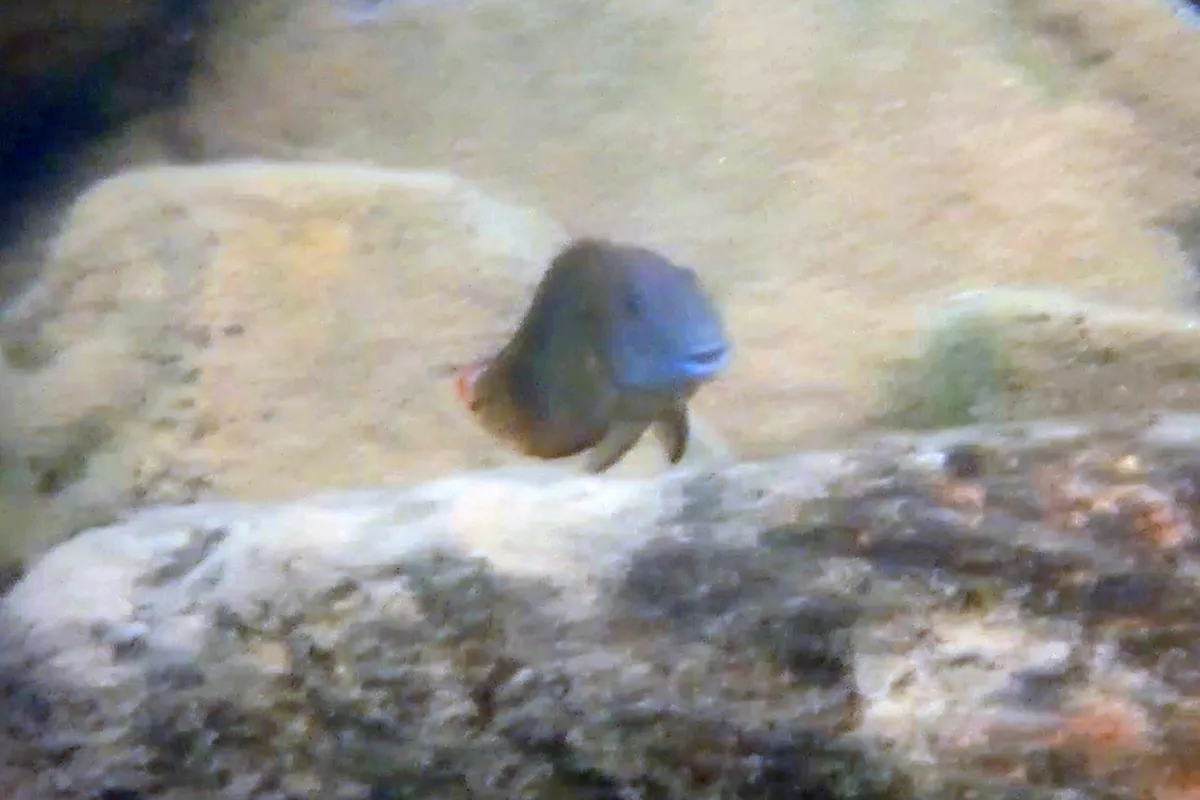 Miniatura: Eretmodus (Eretmodus spp.)
