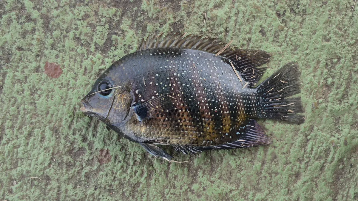 Etroplus (Etroplus spp.)