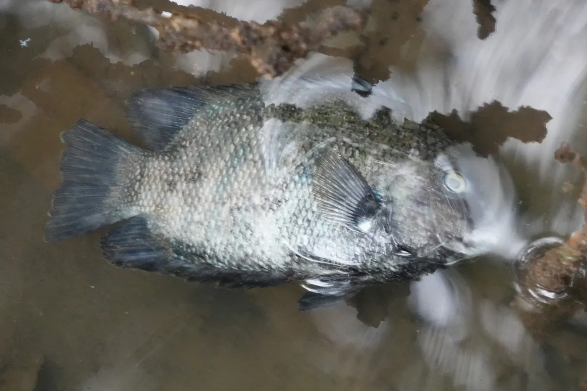 Miniatura: Etroplus (Etroplus spp.)