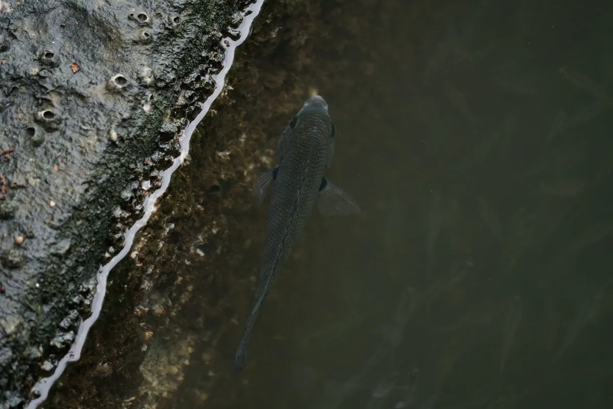 Miniatura: Etroplus (Etroplus spp.)