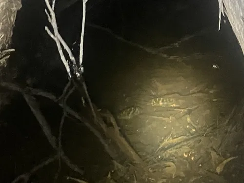 Miniatura: Geophagus (Geophagus spp.)