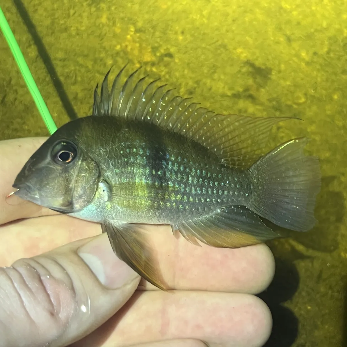 Guianacara (Guianacara spp.)