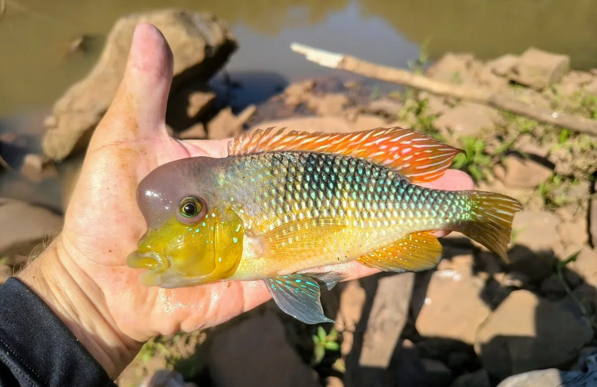 Gymnogeophagus (Gymnogeophagus spp.)