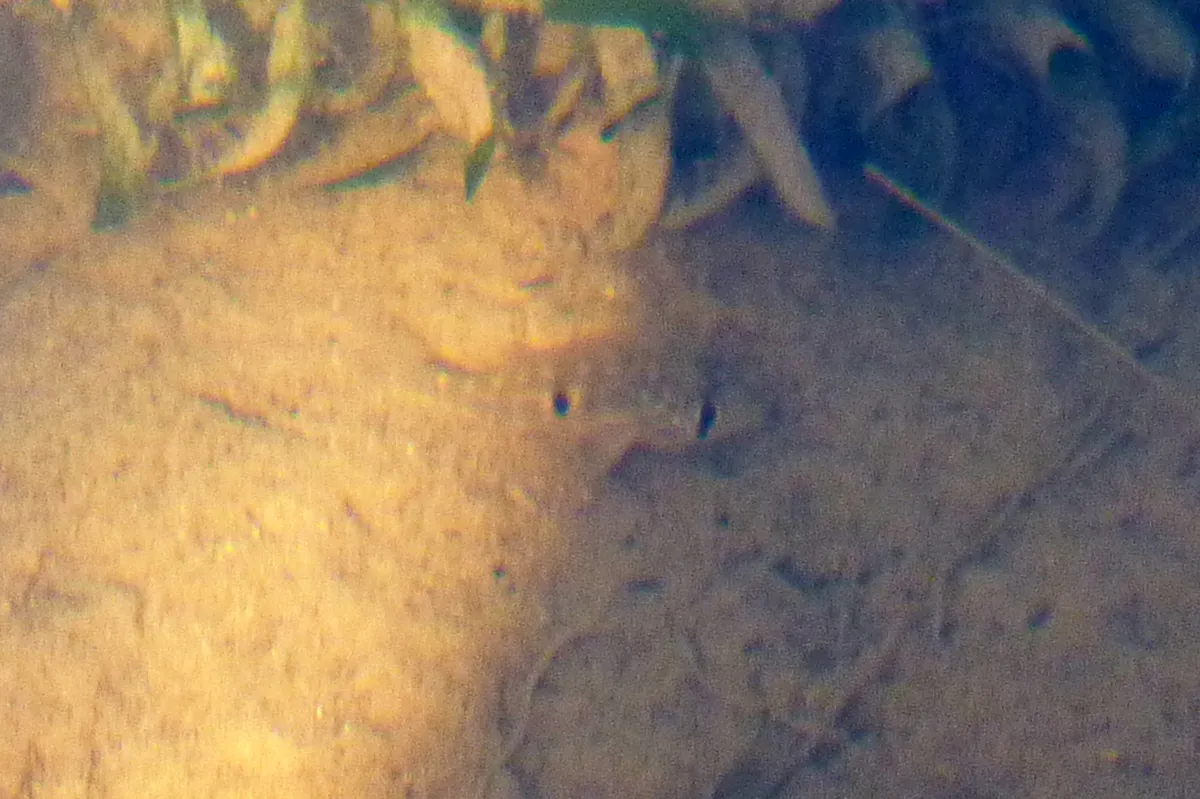 Miniatura: Gymnogeophagus (Gymnogeophagus spp.)