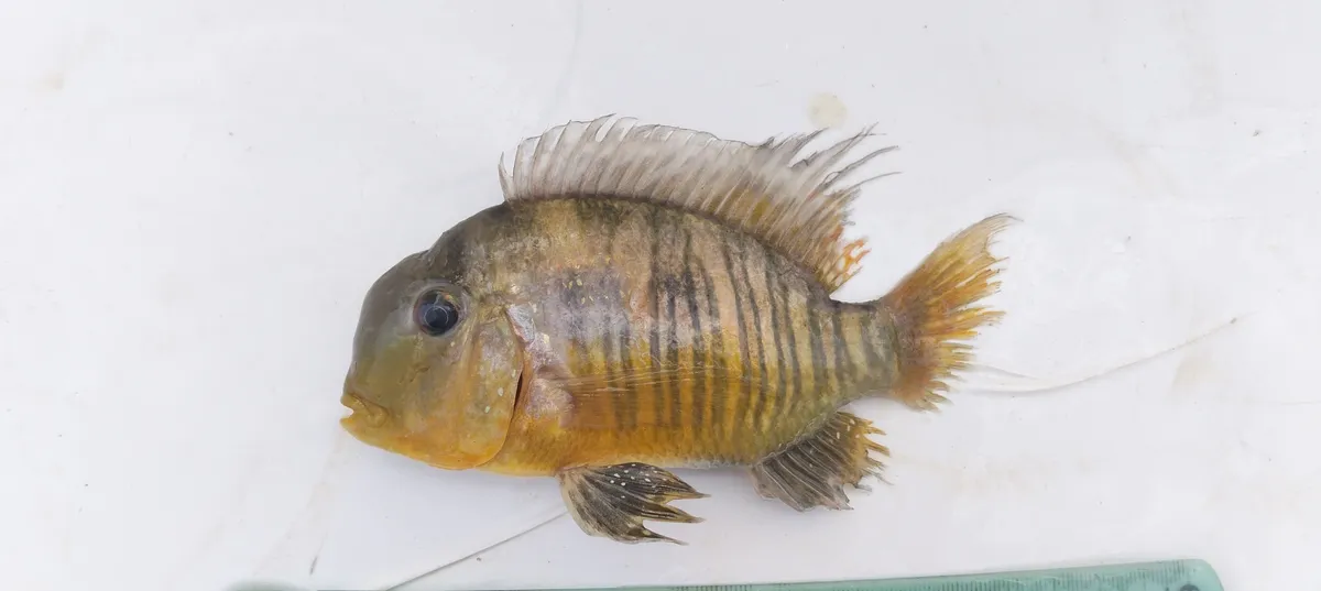 Miniatura: Gymnogeophagus (Gymnogeophagus spp.)