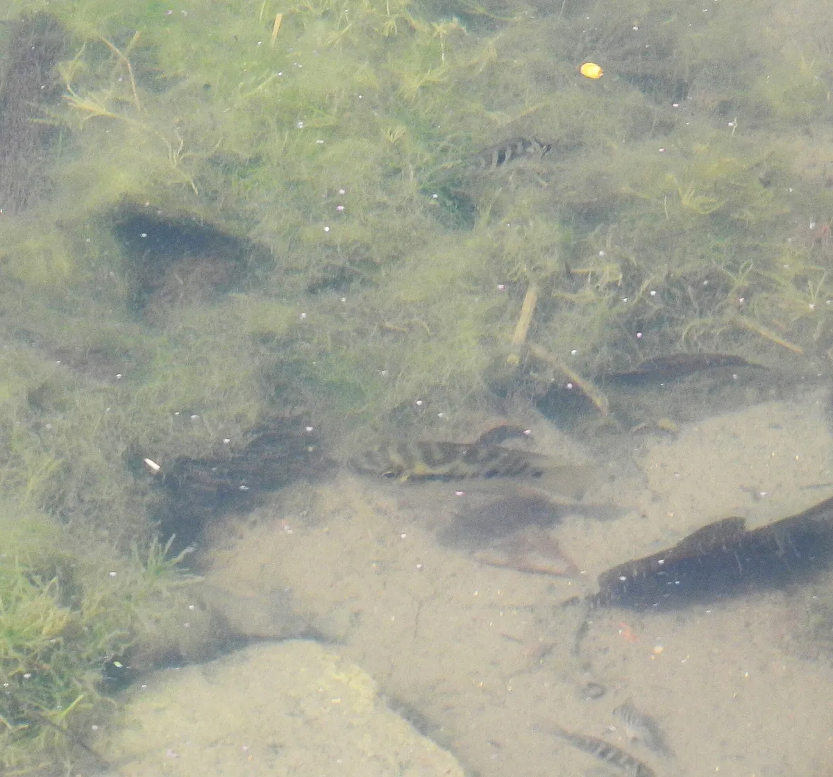 Miniatura: Gymnogeophagus (Gymnogeophagus spp.)