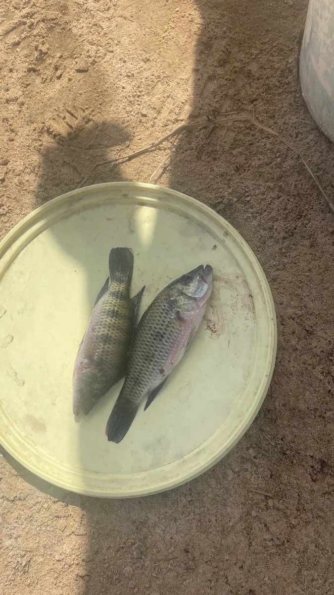 Hemichromis (Hemichromis spp.)