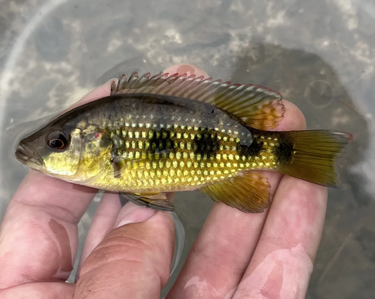 Miniatura: Hemichromis (Hemichromis spp.)