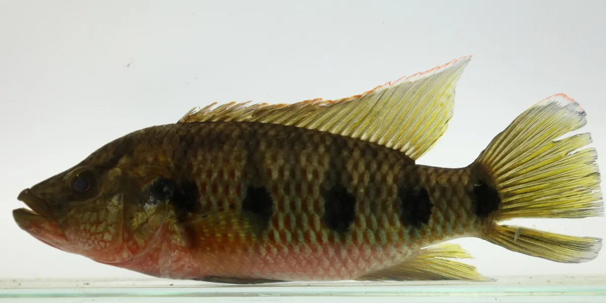Miniatura: Hemichromis (Hemichromis spp.)