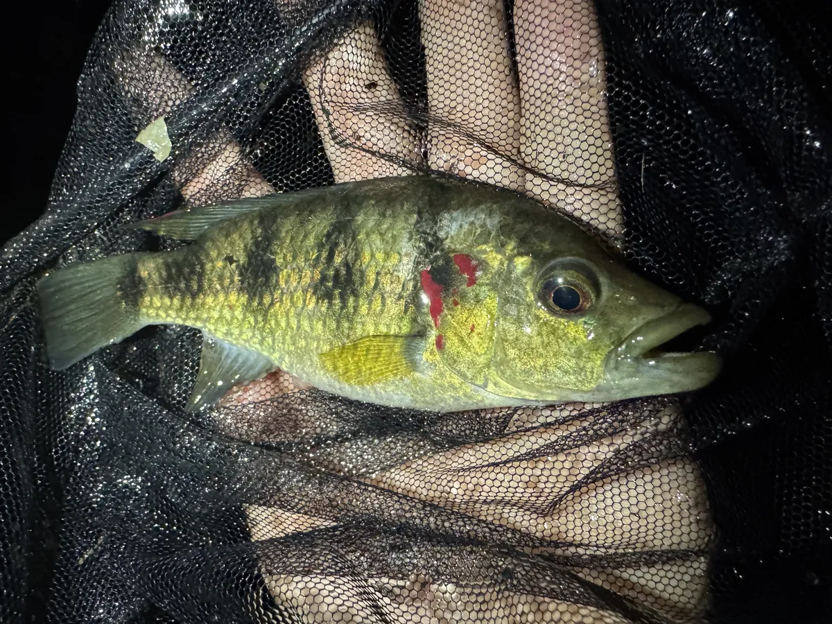 Miniatura: Hemichromis (Hemichromis spp.)
