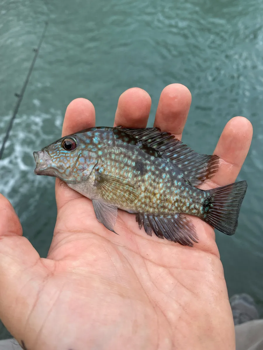 Herichthys (Herichthys spp.)