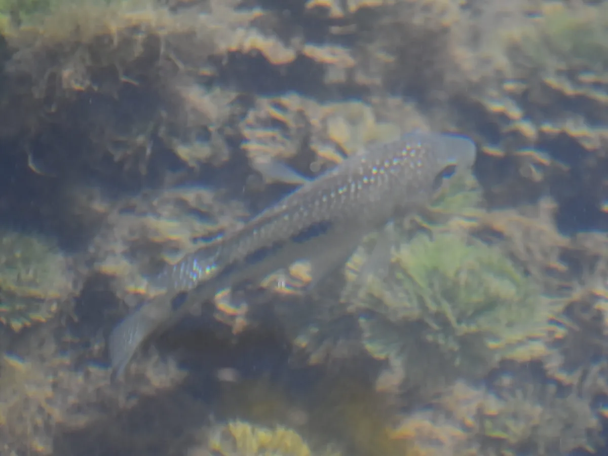 Miniatura: Herichthys (Herichthys spp.)