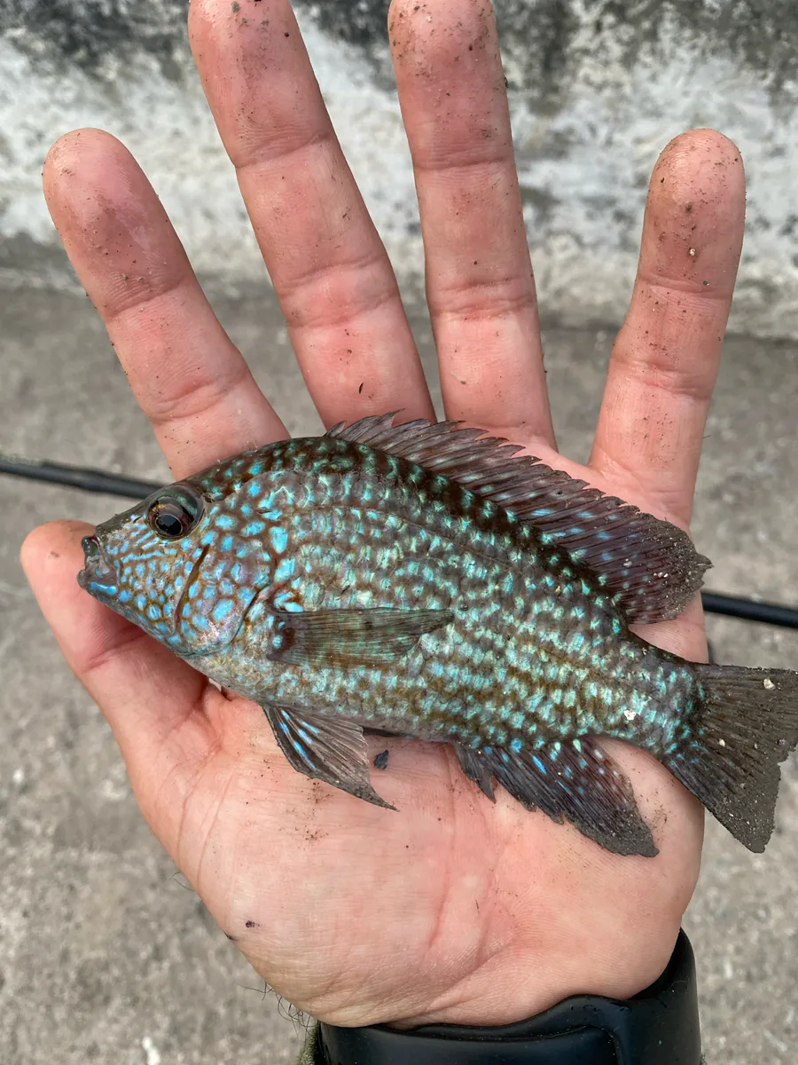Miniatura: Herichthys (Herichthys spp.)