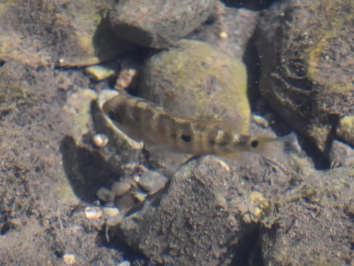 Miniatura: Herichthys (Herichthys spp.)