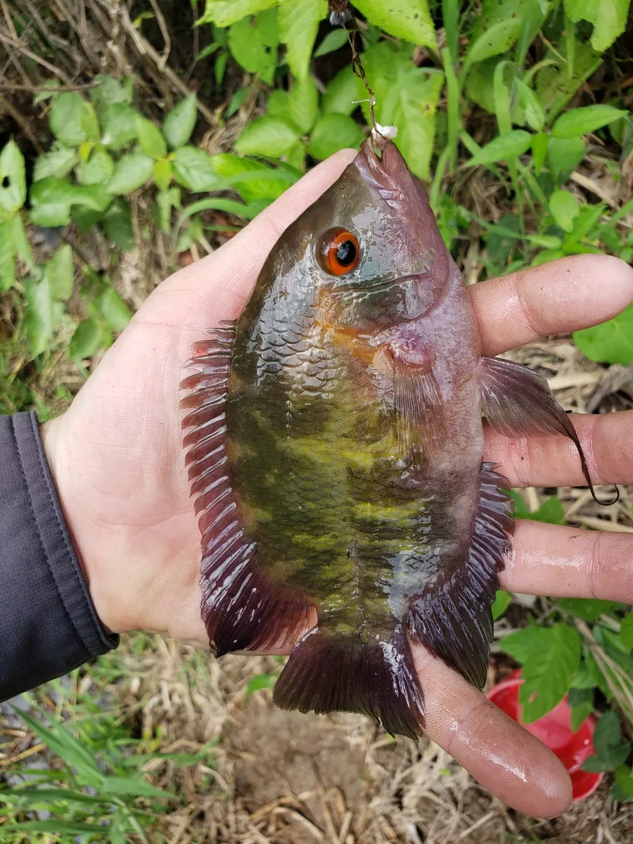 Hypselecara (Hypselecara spp.)