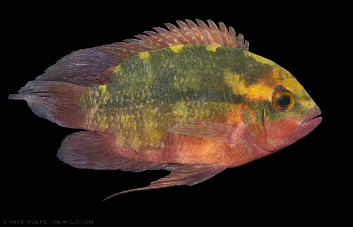 Miniatura: Hypselecara (Hypselecara spp.)