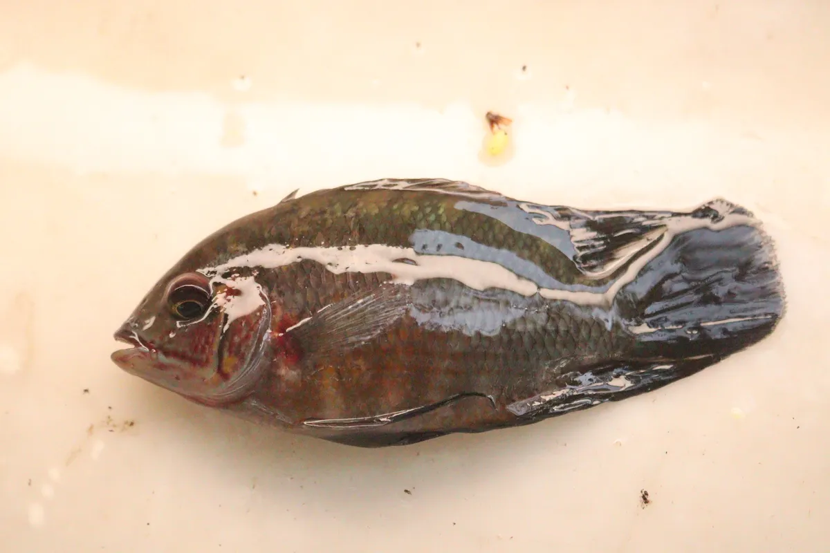 Miniatura: Hypselecara (Hypselecara spp.)