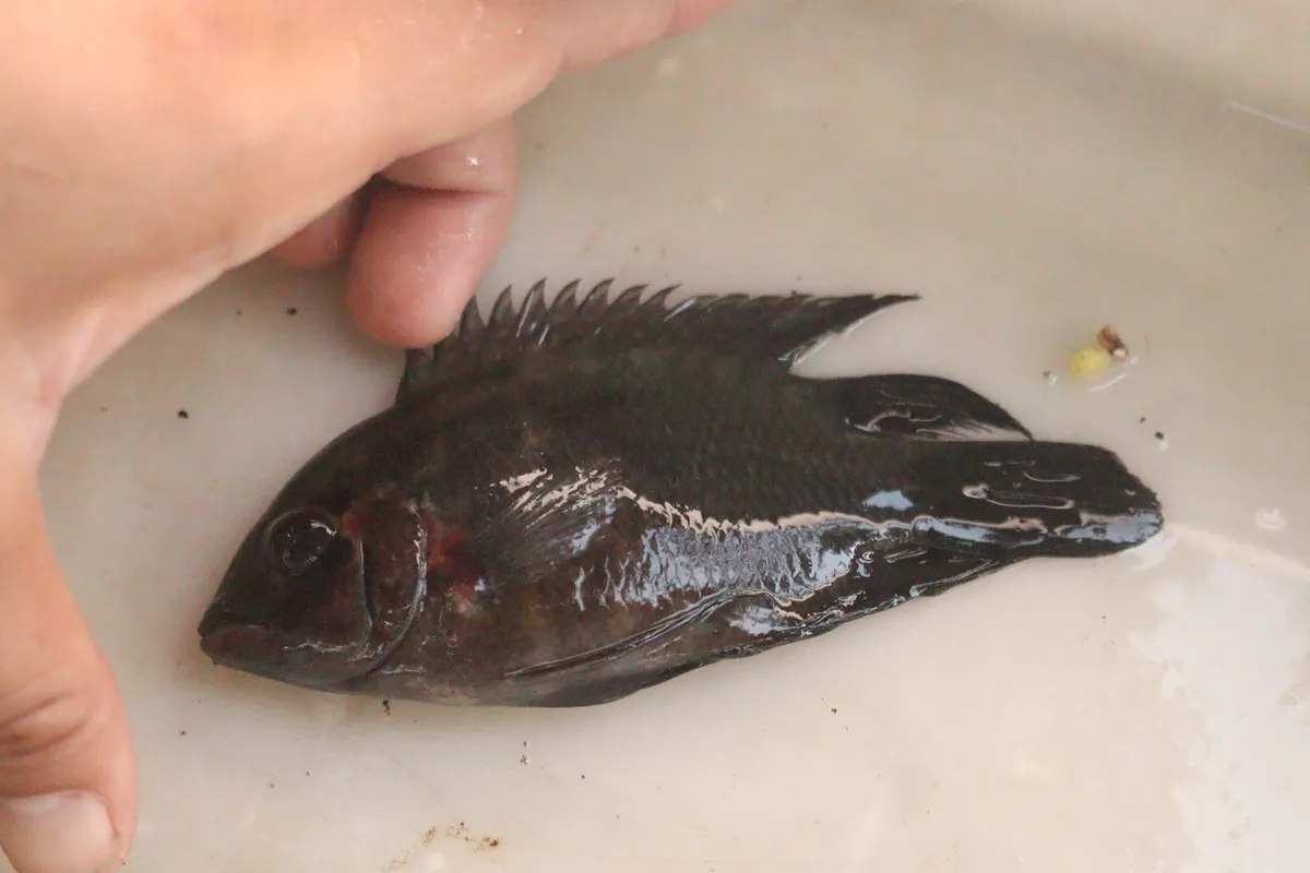 Miniatura: Hypselecara (Hypselecara spp.)