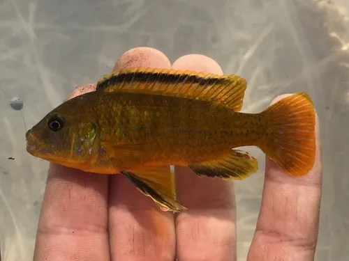 Miniatura: Iodotropheus (Iodotropheus spp.)