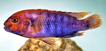 Miniatura: Iodotropheus (Iodotropheus spp.)