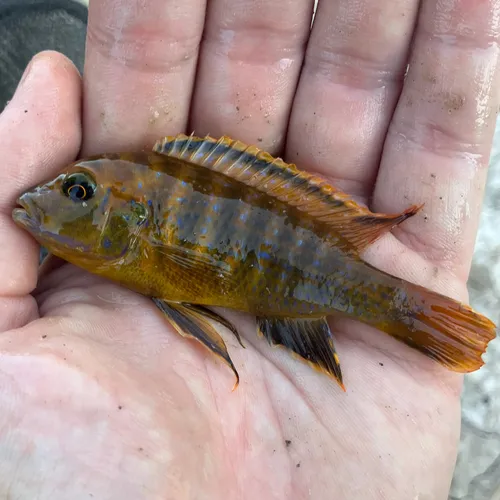 Miniatura: Iodotropheus (Iodotropheus spp.)
