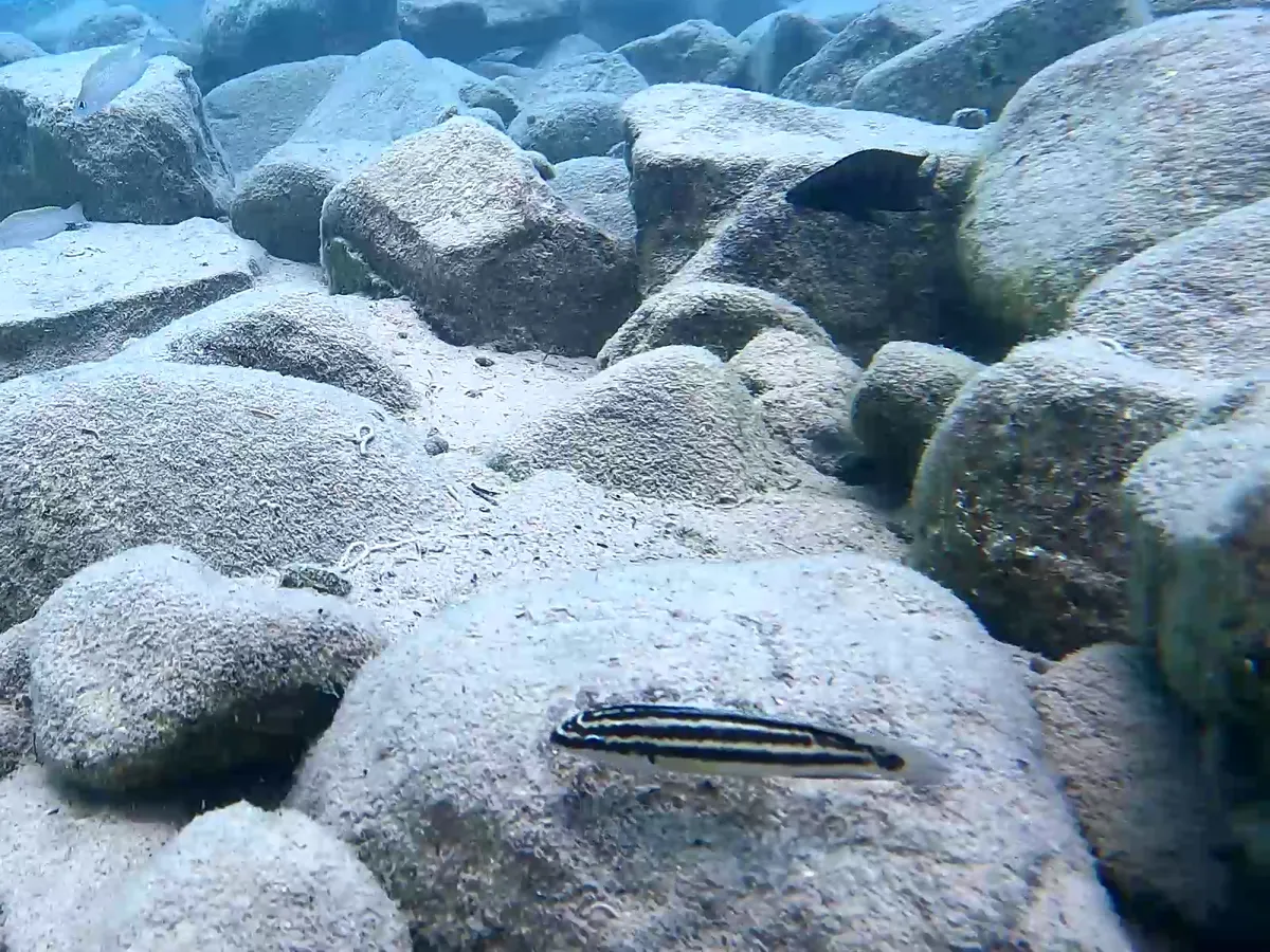 Julidochromis (Julidochromis spp.)
