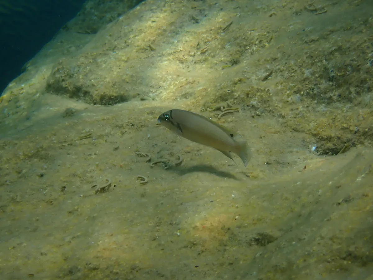 Miniatura: Julidochromis (Julidochromis spp.)